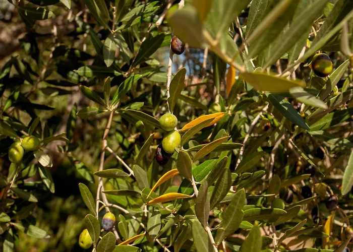 Agula Mora * Lecci